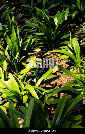 les plantes vertes sorroundig un oiseau noir Banque D'Images