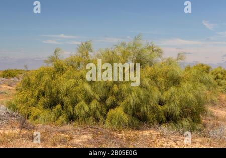 Chambre Blanche, Salle De Mariage (Retama Monosperma, Genista Monosperma), Habitude, Espagne, Andalousie, Huelva Banque D'Images