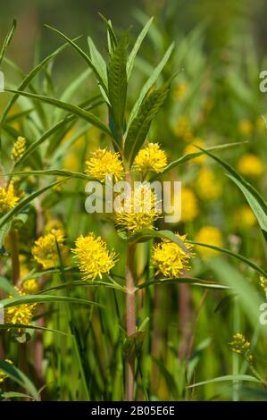 Loosestrife tufté, m eau desosestrife (Lysimachia thyrsiflora), floraison, Allemagne Banque D'Images