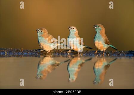 Blue waxbill, Southern blue waxbill, Blue-breed waxbill, Southern cordon-bleu, Blue-cheed cordon-bleu, Blue-breed cordon-bleu, Angola cordon-bleu (Uraeginthus angolensis), groupe à l'eau avec image miroir, Afrique du Sud, Kwazulu-Natal, Zimanga Réserve de gibier Banque D'Images