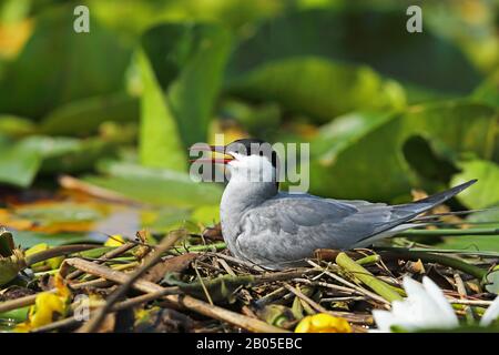 La sterne à whisky (Chlidonias hybrida), se reproduit sur le nid, Monténégro, parc national de Skadarsee Banque D'Images