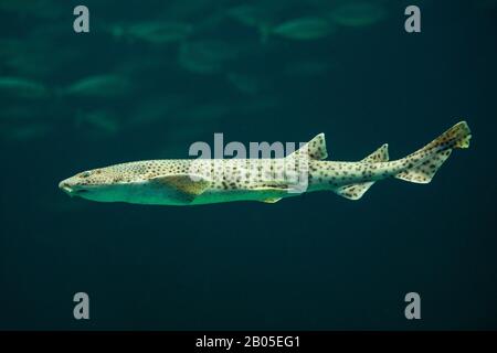 Grand chien repéré, chien de chasse, chien nourri, hursehound, huss de taureau (Scyliorhinus stellaris), vue latérale Banque D'Images