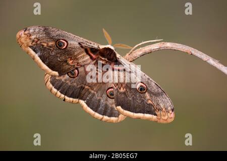 Grand Empereur Moth, Moth De Paon Géant, Moth De Grande Paon, Moth Empereur Géant, Empereur Viennois (Saturnia Pyri), Sur Une Tige, Espagne, Katalonia, Pyrénées, Sierra De Guarra Banque D'Images