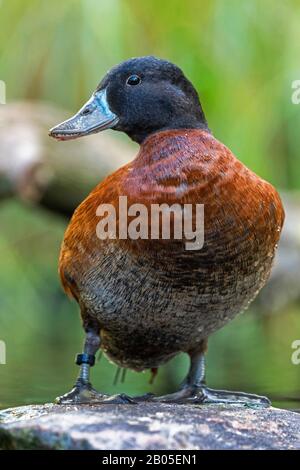 Canard argentin (Oxyura vittata), drake sur une pierre, Zoo HD Banque D'Images