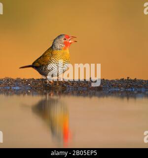 Pytilia à ailes vertes (Pytilia melba), mâle au trou d'eau, Afrique du Sud, Kwazulu-Natal, Réserve de jeux de Zimanga Banque D'Images