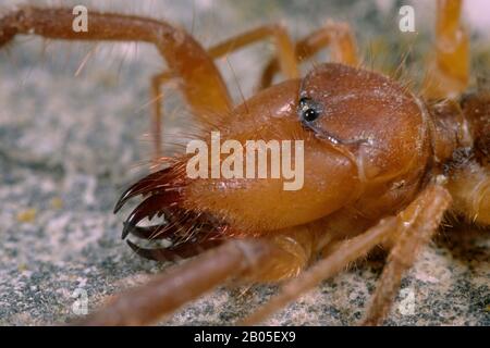 Araignée de chameau (Gluvia dorsalis, Galeodes dorsalis), portrait, Allemagne Banque D'Images