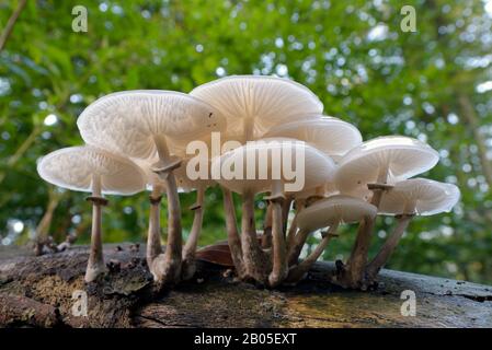 Champignon en porcelaine (Oudemansiella mucida), groupe de corps de fructification sur un tronc de hêtre, Allemagne, Rhénanie-du-Nord-Westphalie Banque D'Images