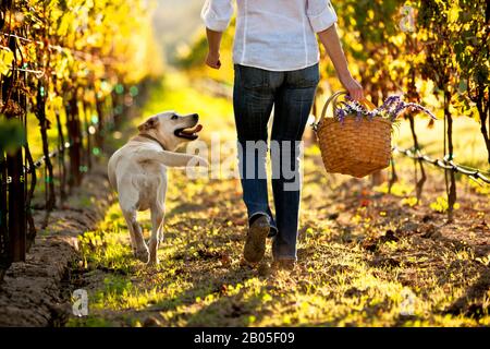 Labrador marchant à côté de la femme dans le vignoble. Banque D'Images