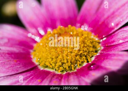 portrait macro fleur pourpre daysie Banque D'Images