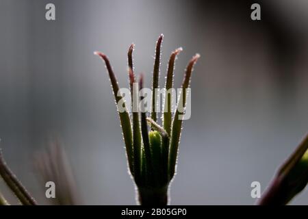 macro de tige de plante portrait Banque D'Images