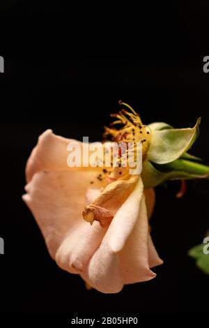 rose jaune avec pétales tombés Banque D'Images