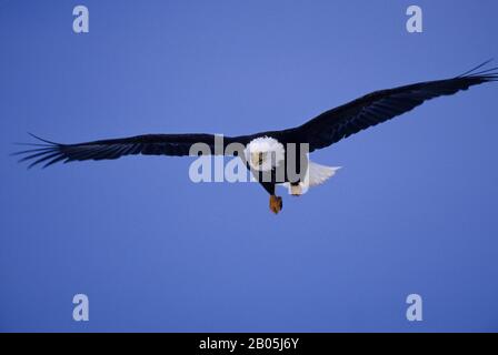 ÉTATS-UNIS, ALASKA, HOMER SPIT, VOL DE BALD EAGLE Banque D'Images