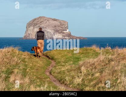Homme marchant son chien sur un sentier côtier avec le Bass Rock en arrière-plan, East Lothian, Écosse, Royaume-Uni. Banque D'Images