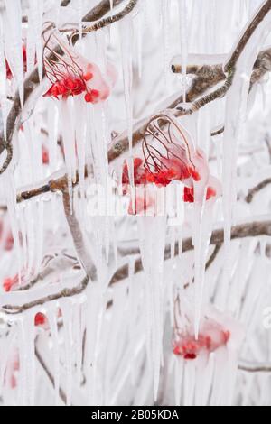 Les baies américaines de cendres de montagne (Sorbus americana) enfermées dans la glace, janvier, lac supérieur, comté de Cook, MN, États-Unis, par Dominique Braud/Dembinsky photo Asso Banque D'Images