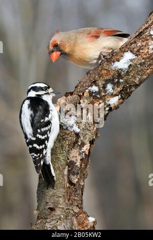 Downy Woodpecker, femelle (Dryobates pubescens) et femelle N. Cardinal (Cardinal cardinalis), E USA, par Skip Moody/Dembinsky photo Assoc Banque D'Images