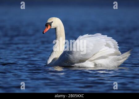 Un élégant cygne muet Cygnus nager couleur sur un lac bleu en hiver Banque D'Images