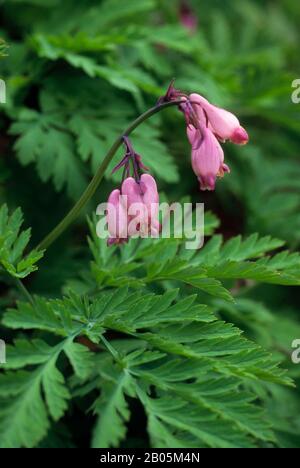 ÉTATS-UNIS, WASHINGTON, CASCADE DE MONTAGNES, CŒUR DE SAIGNEMENT DE WESTERN (DICENTRA FORMOSA) Banque D'Images