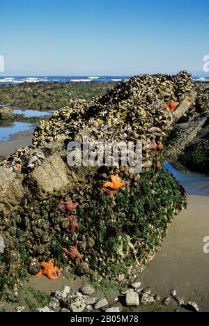 ÉTATS-UNIS, WASHINGTON, PARC NATIONAL OLYMPIQUE, SHI-SHI BEACH À MARÉE BASSE, ÉTOILE DE MER OCRE, MOULES, BARNACLE Banque D'Images