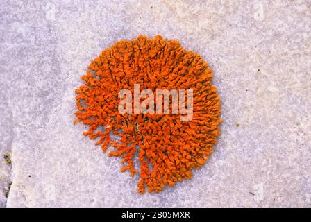 CANADA, NUNAVUT, BAIE D'HUDSON, ÎLE DE MARBRE, LICHENS DE BIJOUX Banque D'Images