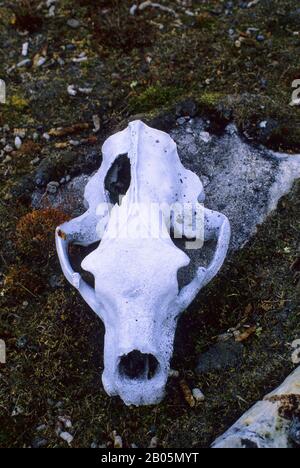 CANADA, NUNAVUT, BAIE D'HUDSON, PT INDIGÈNE, SITE DES CULTURES DE PAST SADLERMIUT ET DORSET, CRÂNE D'OURS POLAIRE Banque D'Images
