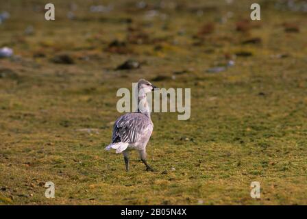 CANADA, T.N.-O., BAIE D'HUDSON, ÎLE DE SOUTH HAMPTON, PT. INDIGÈNE, OIE DES NEIGES POUR MINEURS Banque D'Images