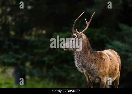 Gros plan sur un jeune cerf dans les Highlands écossais avec un morceau de velours tombant de ses fourmis Banque D'Images