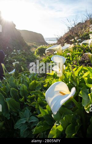 Les callas longeant Doud Creek au parc national de Garapata en Californie sont connues des photographes du monde entier pour leur beauté. Banque D'Images