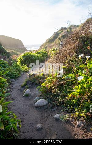 Les callas longeant Doud Creek au parc national de Garapata en Californie sont connues des photographes du monde entier pour leur beauté. Banque D'Images