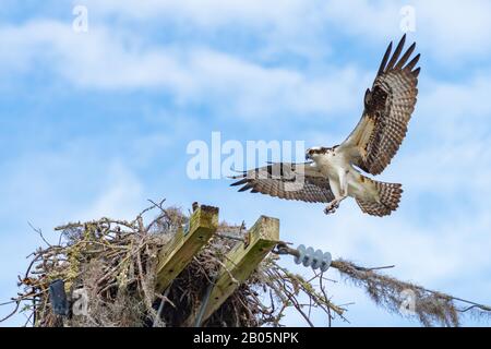 Un adulte Osprey (Pandion halietus) approche son nid de vent descendant pour l'atterrissage. Bloc espace de copie gauche. Banque D'Images