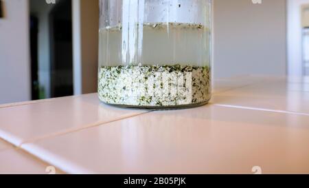La germination des graines de chanvre dans l'eau dans un pot transparent en verre sur un comptoir de cuisine. Banque D'Images