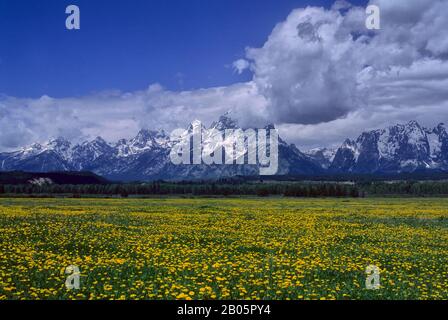 ÉTATS-UNIS, WYOMING, GRAND TETON NATIONAL PARK, GAMME TETON, PÂTURAGE AVEC DES PISSENLITS EN PREMIER PLAN Banque D'Images