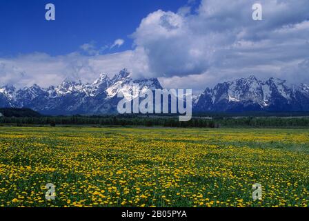 ÉTATS-UNIS, WYOMING, GRAND TETON NATIONAL PARK, GAMME TETON, PÂTURAGE AVEC DES PISSENLITS EN PREMIER PLAN Banque D'Images