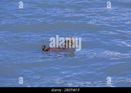 ÉTATS-UNIS, ALASKA, PRÈS DE SEWARD, KENAI FJORDS NATIONAL PARK, SEA OTTER Banque D'Images