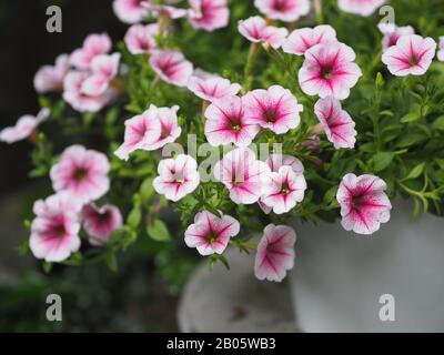 Petunia Easy wave viloet rose fleur belle sur fond flou de la nature Banque D'Images