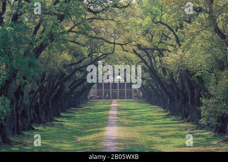 ÉTATS-UNIS, LOUISIANE, PRÈS DE LA NOUVELLE-ORLÉANS, PLANTATION DE RUELLE DE CHÊNE Banque D'Images