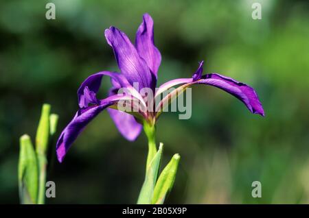 ÉTATS-UNIS, GÉORGIE, PARC MARÉCAGEUX OKEFENOKEE, MARAIS IRIS Banque D'Images