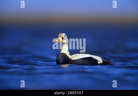 ÉTATS-UNIS, ALASKA, DELTA DU YUKON, AIRE DE CAMP DE HOCK SLOUGH, CANARDS À EIDER À TÊTE TACKÉE, NAGE MASCULINE (DRAKE) Banque D'Images