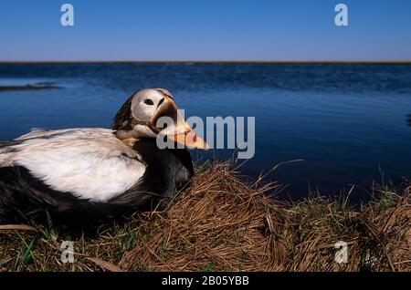 ÉTATS-UNIS, ALASKA, DELTA DU YUKON, AIRE DE CAMP DE HOCK SLOUGH, CANARDS ÉIDERS À DUVET, MÂLES (DRAKE) SUR LE RIVAGE Banque D'Images