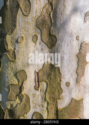 Écorce d'arbre grise verte avec texture d'ombre. La partie verte de l'écorce est épluchée et les nystacks ajoutent à la complexité des textures. Banque D'Images