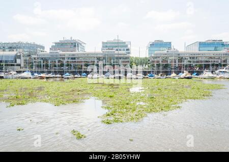 Vue inhabituelle de Puerto Madero: Surface de l'eau couverte par la jacinthe d'eau commune, Eichhornia crassipes, à Buenos Aires, Argentine, pendant l'été 2016 Banque D'Images