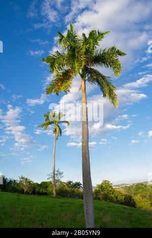 de grands palmiers royaux (roystonea regia) dans des collines herbacées vert clair et un ciel bleu vif avec des nuages de haut niveau dispersés Banque D'Images