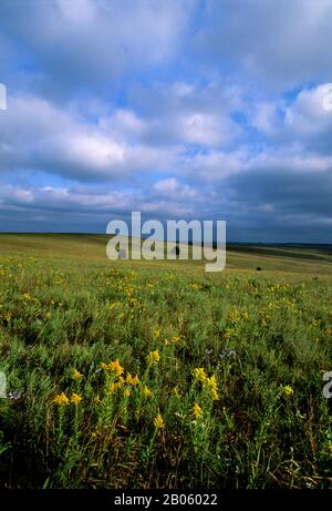 OKLAHOMA, PRÈS DE PAWHUSKA, RÉSERVE DE PRAIRIES DE HAUTES HERBES DE CONSERVATION DE LA NATURE, PAYSAGE, GOLDENROD Banque D'Images