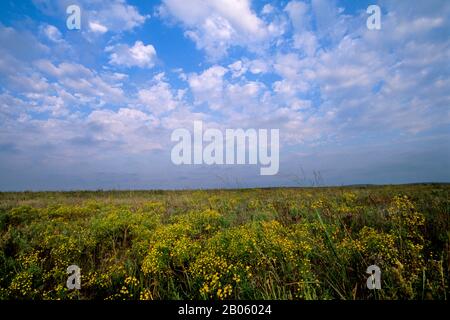 OKLAHOMA, PRÈS DE PAWHUSKA, RÉSERVE DE PRAIRIES DE HAUTES HERBES DE CONSERVATION DE LA NATURE, PAYSAGE, BROOMWEED Banque D'Images