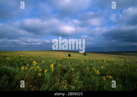 OKLAHOMA, PRÈS DE PAWHUSKA, RÉSERVE DE PRAIRIES DE HAUTES HERBES DE CONSERVATION DE LA NATURE, PAYSAGE, GOLDENROD Banque D'Images