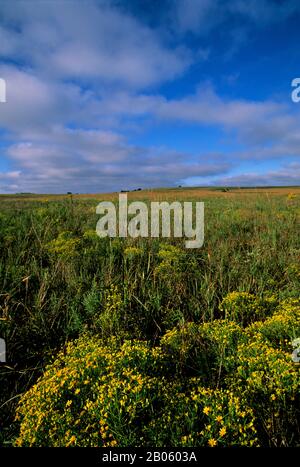 OKLAHOMA, PRÈS DE PAWHUSKA, RÉSERVE DE PRAIRIES DE HAUTES HERBES DE CONSERVATION DE LA NATURE, PAYSAGE, BROOMWEED Banque D'Images