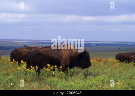 OKLAHOMA, PRÈS DE PAWHUSKA, RÉSERVE DE PRAIRIES À HERBES HAUTES, BISON Banque D'Images