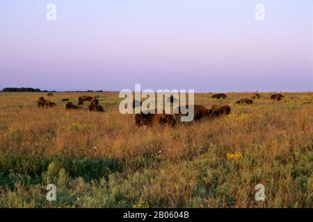 OKLAHOMA, PRÈS DE PAWHUSKA, LA RÉSERVE DE PRAIRIES À HERBES HAUTES DE CONSERVATION DE LA NATURE, PAYSAGE AVEC BISONS Banque D'Images