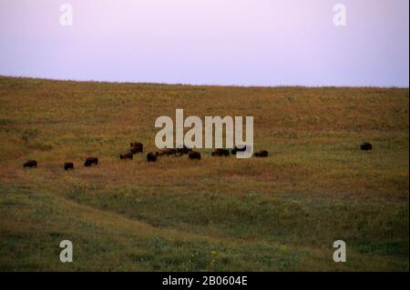 OKLAHOMA, PRÈS DE PAWHUSKA, LA RÉSERVE DE PRAIRIES À HERBES HAUTES DE CONSERVATION DE LA NATURE, PAYSAGE AVEC BISONS Banque D'Images