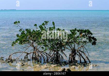 ÉTATS-UNIS, FLORIDE, KEY LARGO, MANGROVE Banque D'Images