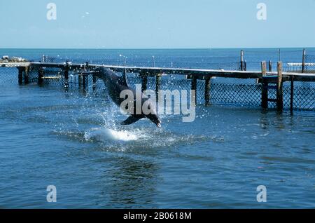 ÉTATS-UNIS, FLORIDE, CLÉ HERBACÉE, CENTRE DE RECHERCHE SUR LES DAUPHINS, FORMATION, DAUPHIN À BEC À BEC COMMUNE Banque D'Images